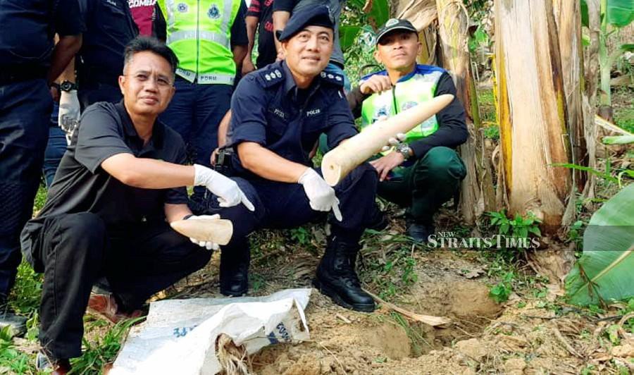 Cops recovers tusks of brutally killed pygmy elephant