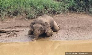 Putting an end to man-elephant conflicts in Sabah
