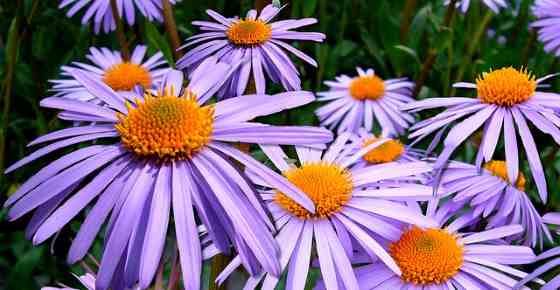 Types of Aster Flowers: Amazing Varieties of Aster Plant