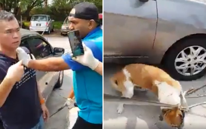 Cops probe viral video of MPSJ dog-catchers