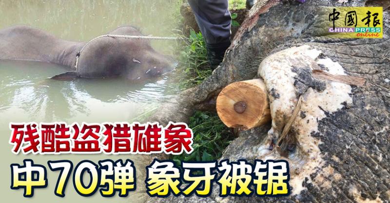 ◤70弹杀雄象◢ 嫌犯杀象后 象牙埋香蕉树下