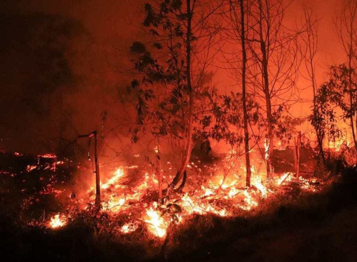 Indonesia forest fire: 7 trapped Singaporean hikers rescued from Mount Raung