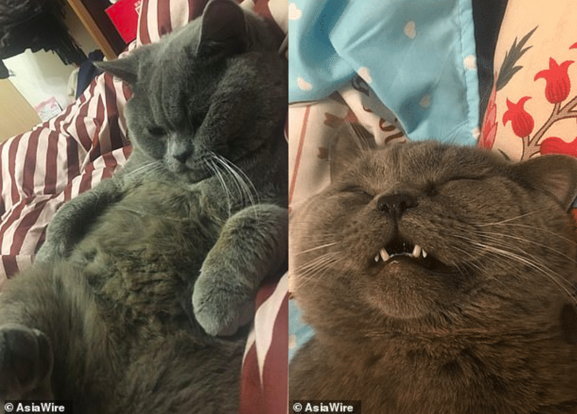 Cat In China Was Placed On Glucose Drip After It Had Sex With 5 Females In A Single Night