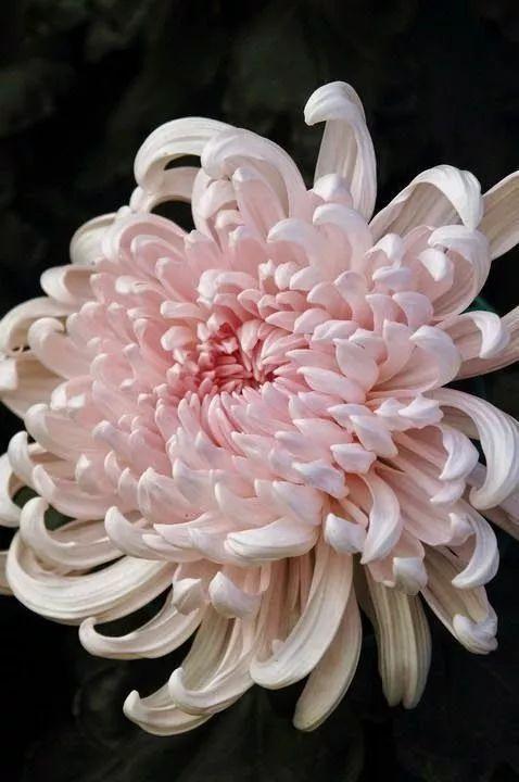 花中四君子：梅兰竹菊，美！美！美