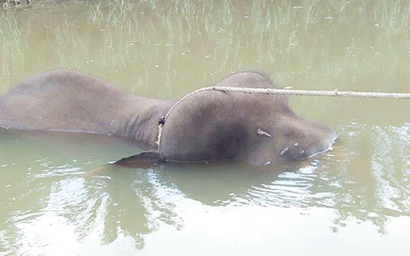 Body of yet another elephant found dead in Sabah
