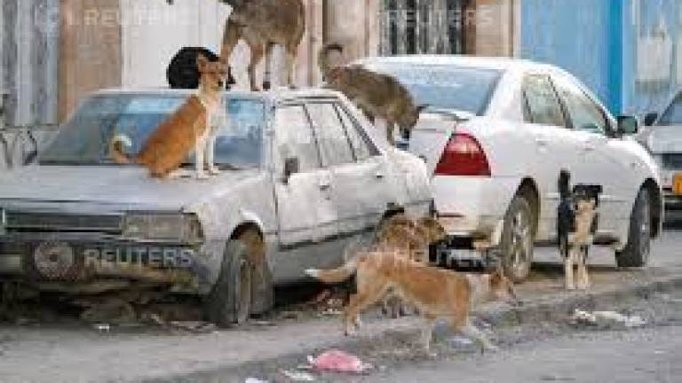 Mukah man, 64, latest to die from rabies