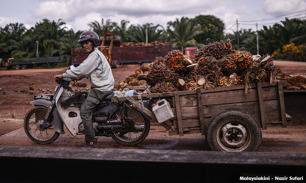 Pay attention to criticisms on oil palm industry - Jomo