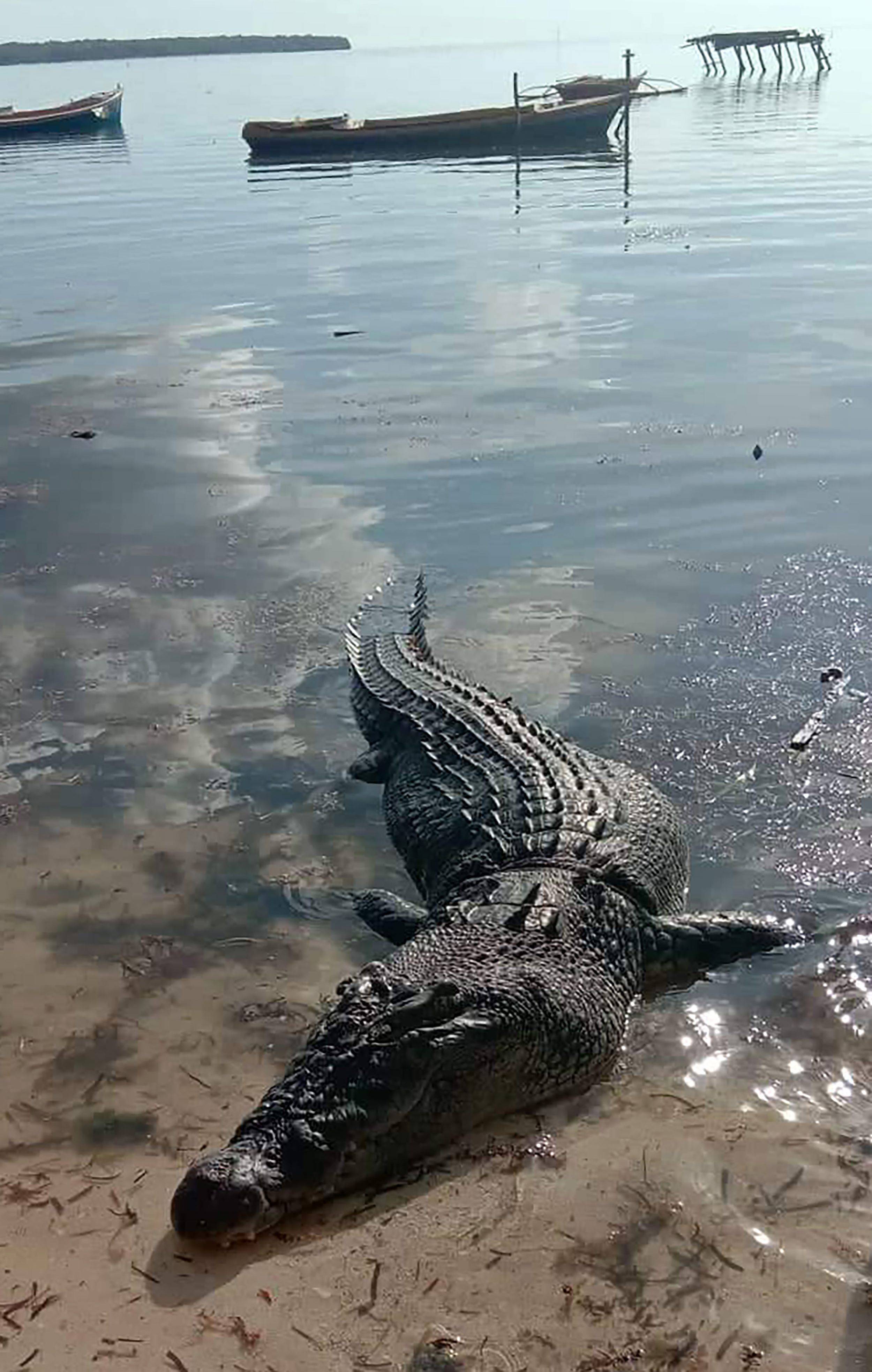 Huge saltwater crocodile kills fisherman in latest attack on Philippine island