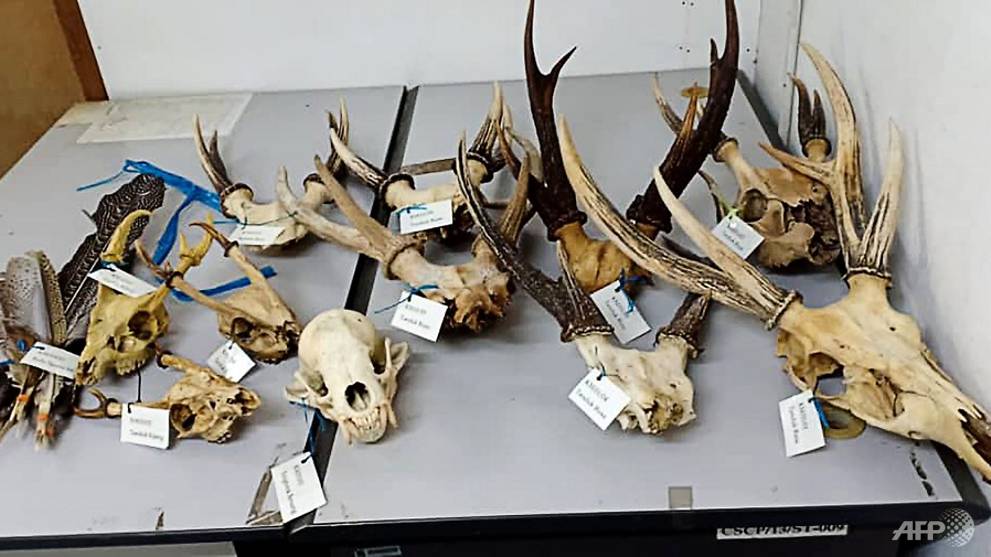 Malaysia finds hornbill 'ivory' in massive wildlife seizure