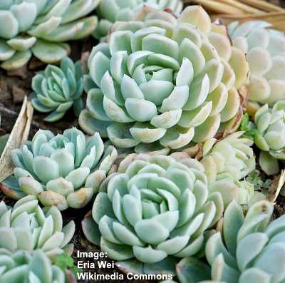 Echeveria Types and How to Care for Echeveria Succulents