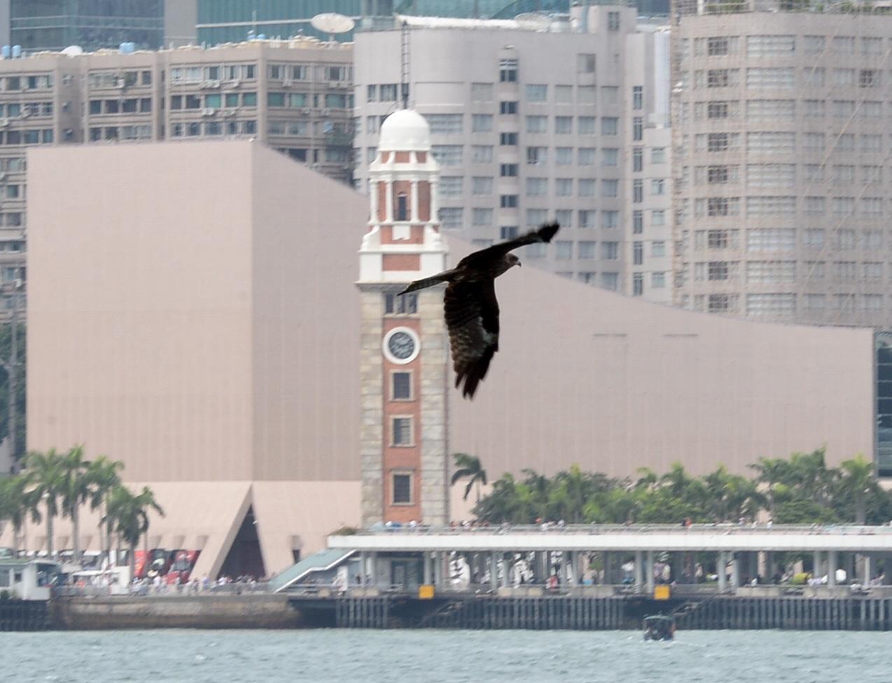 大致天晴稍后有骤雨 最高气温31℃