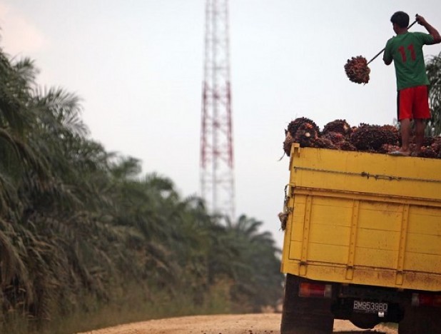 Indonesia finds one-fifth of palm oil plantations are illegal