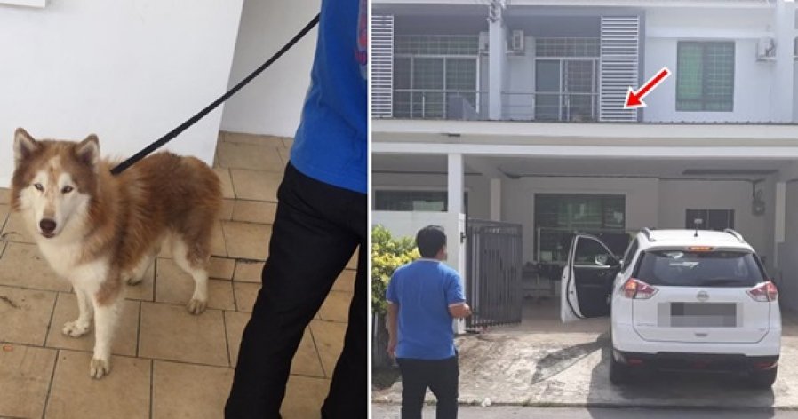 阳台养犬任日晒雨淋　兽医局官员上门警告饲主