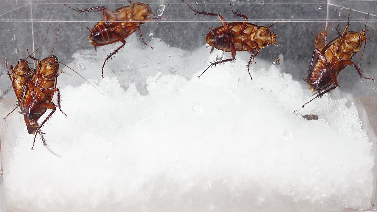 How long does cockroach live in a zero-degree environment?
