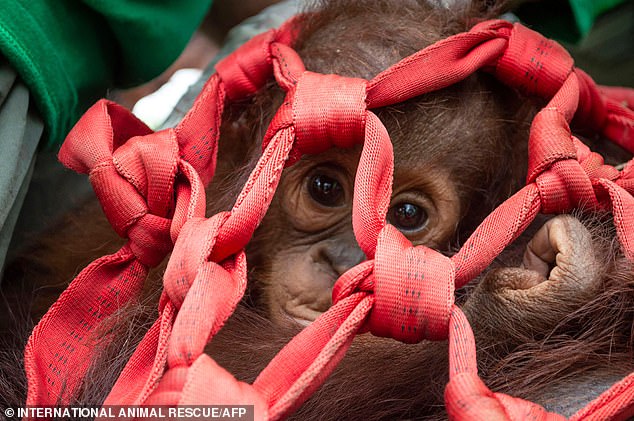 Three orangutans are released back into the wild after being rescued when their habitat was destroyed by huge forest fires in Indonesia