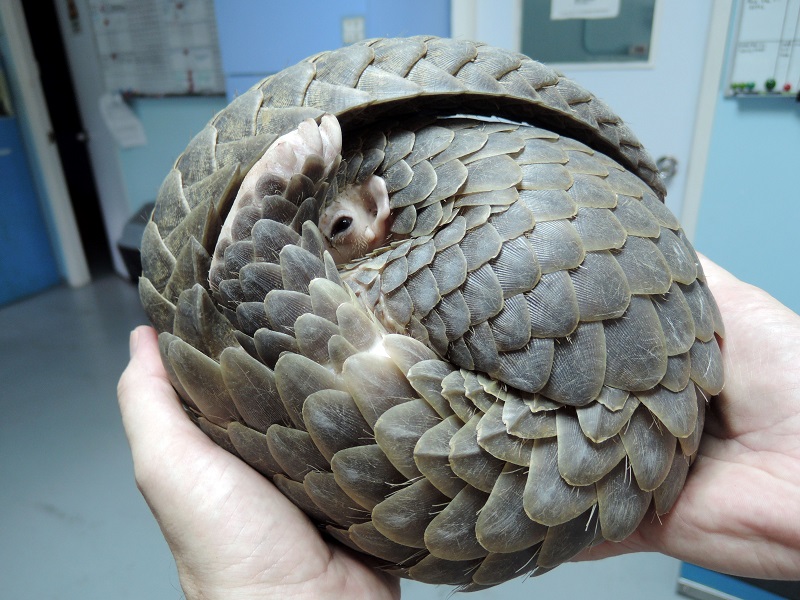 Endangered pangolins added to S’wak’s totally protected species list; what you need to know