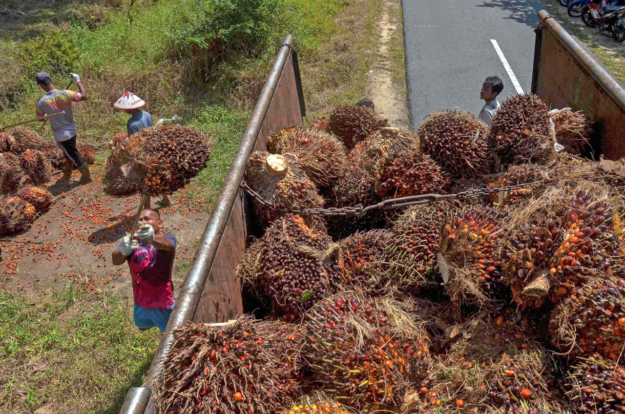 India expected to buy more Malaysian palm oil