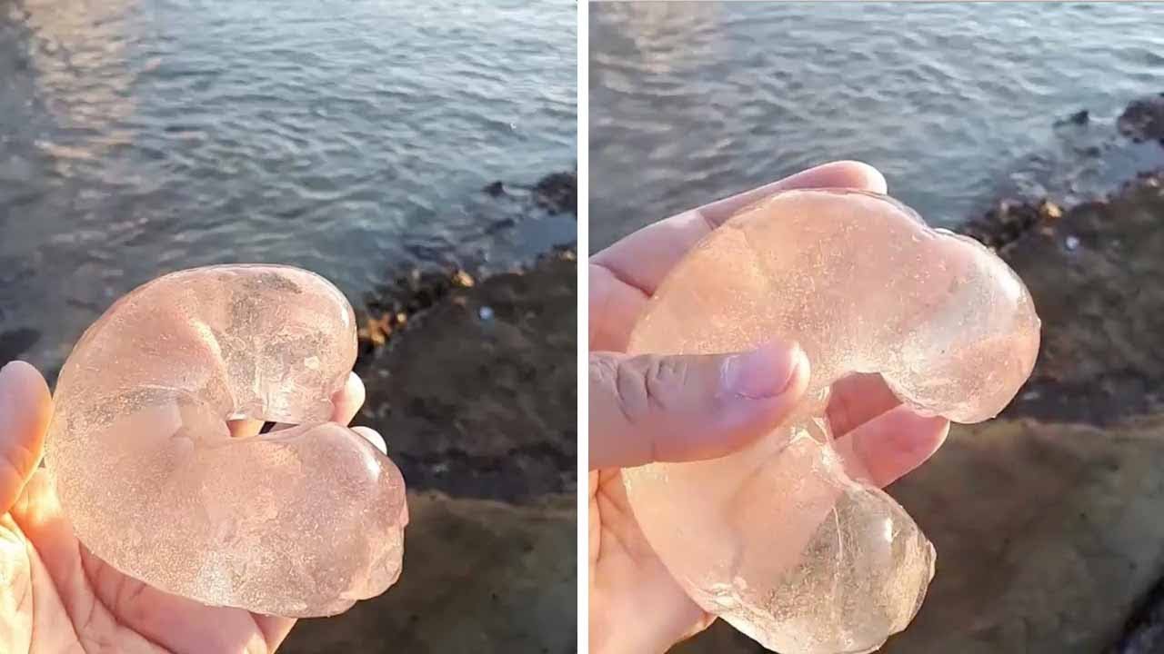 Bizarre Moon Snail Egg