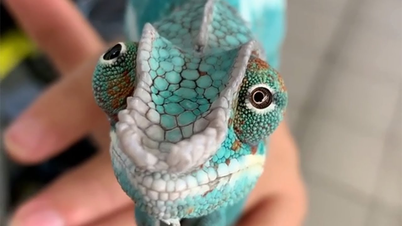 Chameleons Have Eyes That Move Separately
