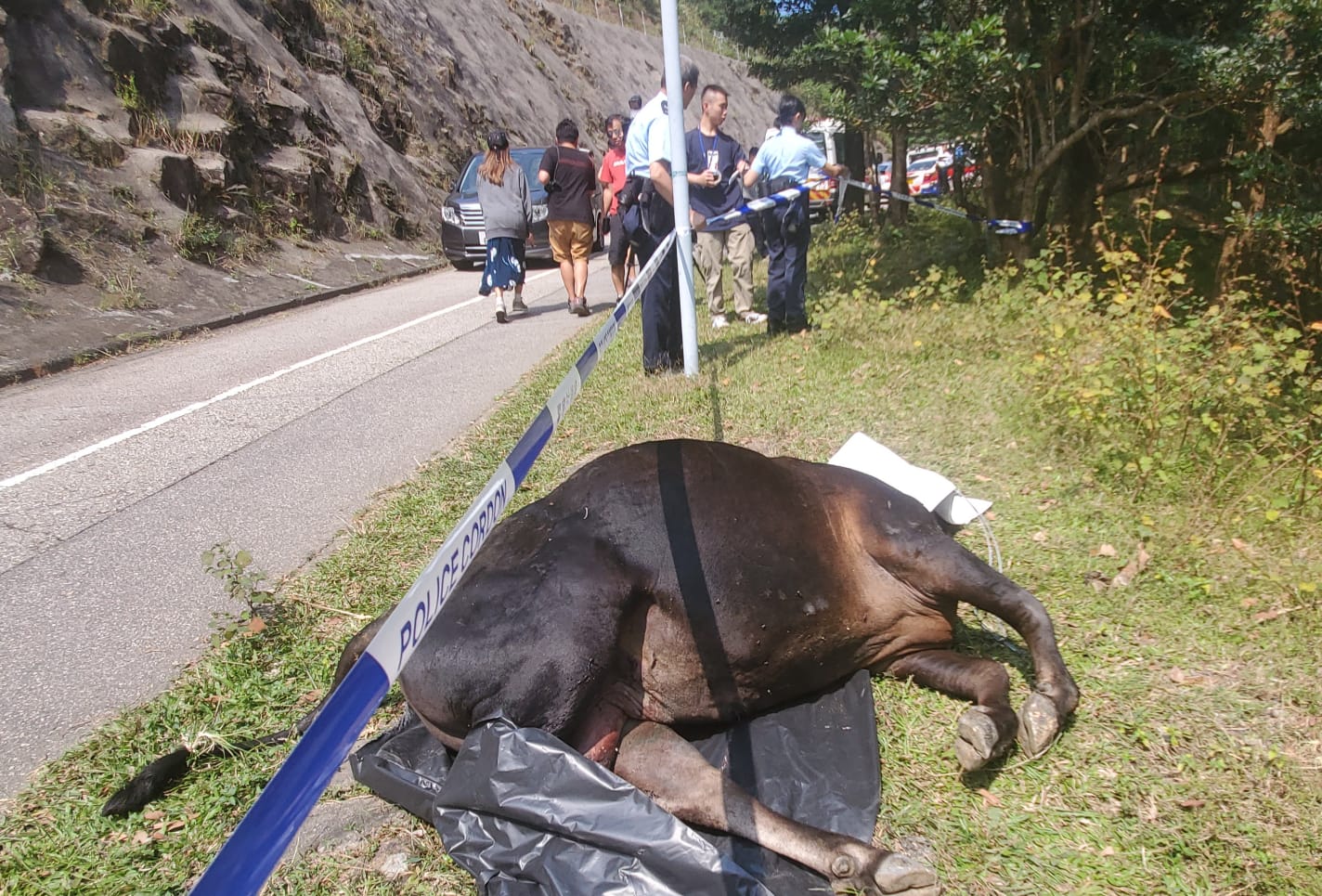 大帽山黄牛倒毙沙井 警列虐待动物案