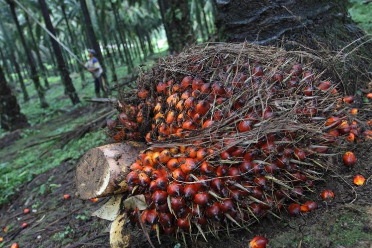 MPOCC welcomes soft loan scheme for oil palm smallholders