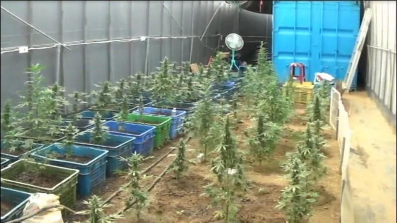 「青农典范」改种大麻 一审判5年2月 - 社会 - 自由时报电子报