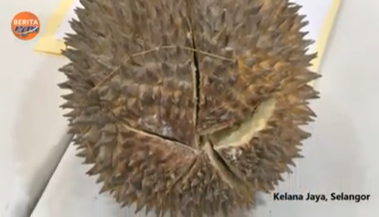 The king of fruits deserves better: RM1 million worth of heroin found stuffed inside durian shipment