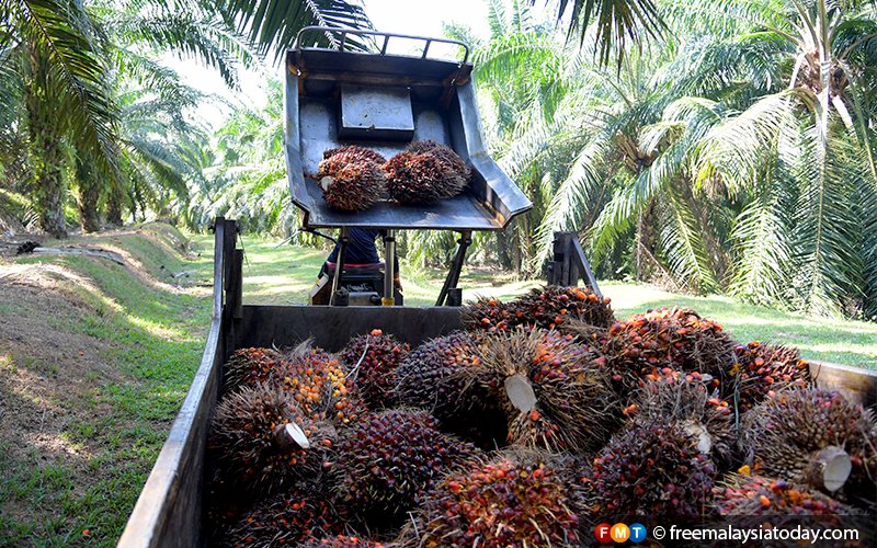 2 Japanese firms want to convert oil palm waste to energy