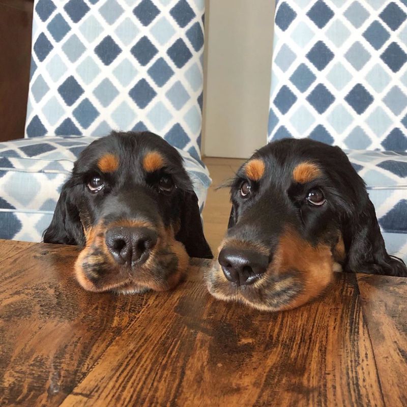 Cute Italian cocker spaniel puppies with bizarrely long eyelashes win hearts online