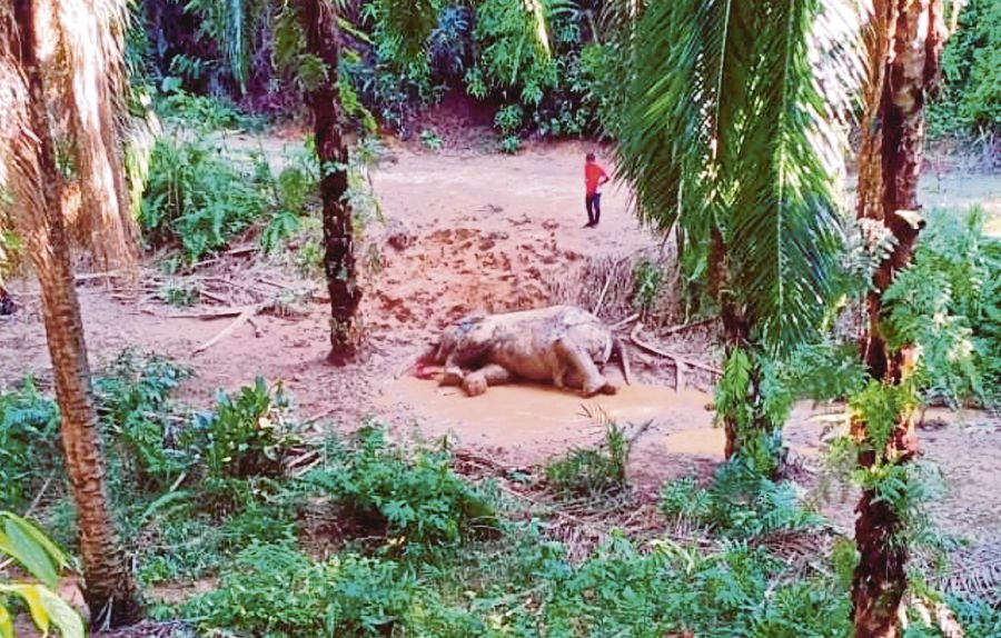 No bullets found in killed elephant