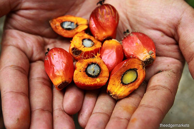 MSPO trace app tracks palm oil from grower to customer