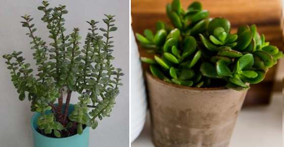 Money Plant (Jade Plant or Jade Tree): Care, Types, and More (Crassula Ovata)