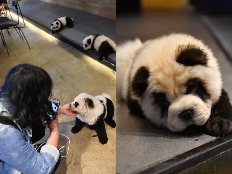 松狮犬被染色扮熊猫 成都咖啡馆惹虐犬争议