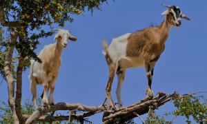 Armed men arrested for stealing 52 goats in Bukit Mertajam
