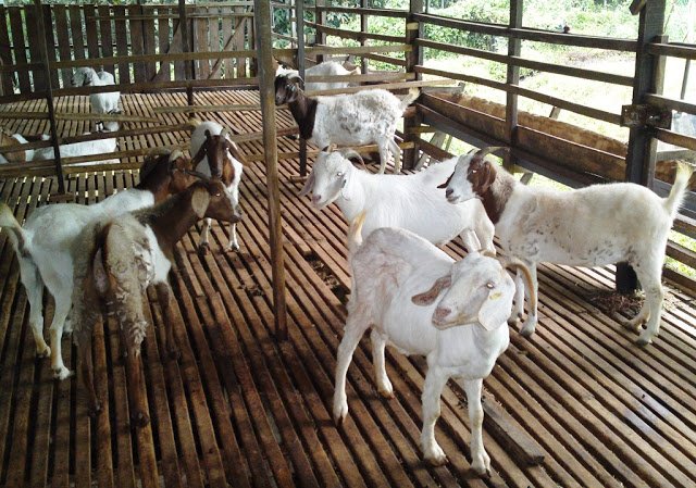 Group Of Masked Men In Penang Arrested For Stealing 52 Goats Worth RM50,000