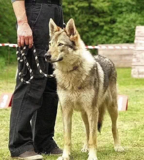全球狼性十足，野性难训的四大狼犬，最后我国新型狼犬即将亮相！
