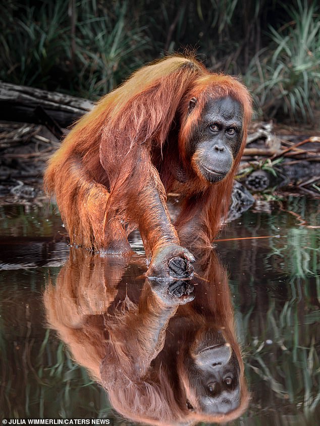 A real Michelangelo moment: Life apes art as orangutan is captured reaching out for a human hand in mesmerising copy of the masterpiece