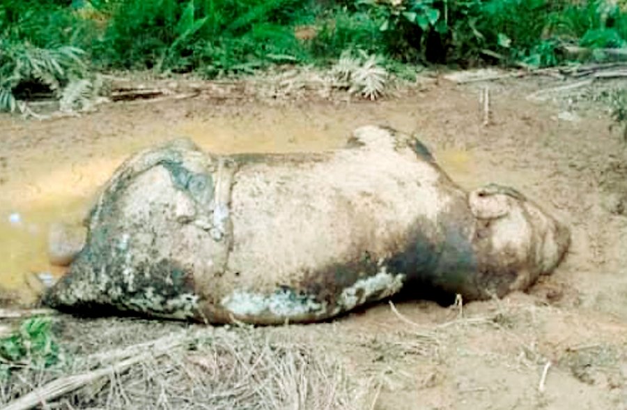 'Dwindling elephant population in Sabah could affect tourism, commodity price'