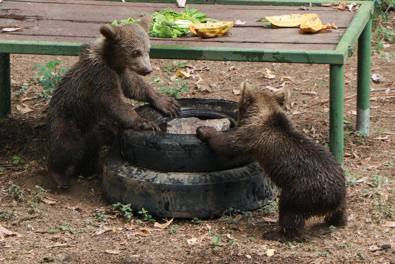 Twin brown bear cubs bring joy to Taman Safari Indonesia II Prigen