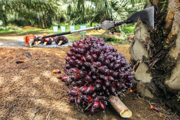 Certified independent smallholders up 52%, says RSPO
