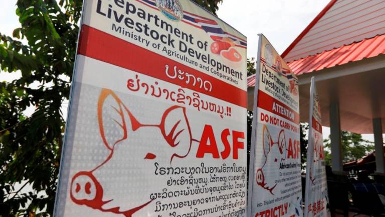 Restaurants found serving African swine fever-hit pork products