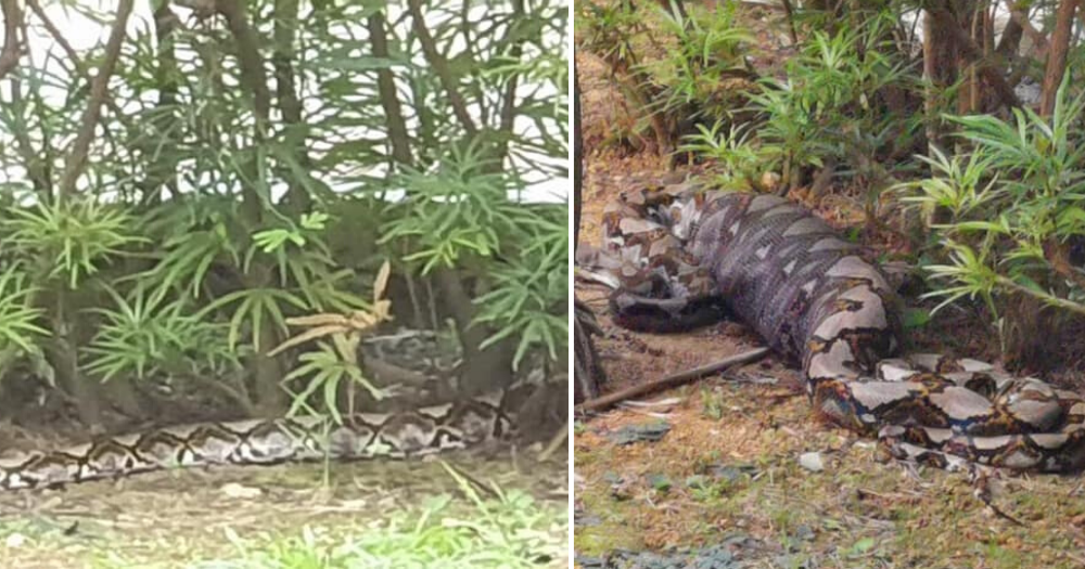 Massive python with very fat belly spotted chilling in bushes at Jurong West