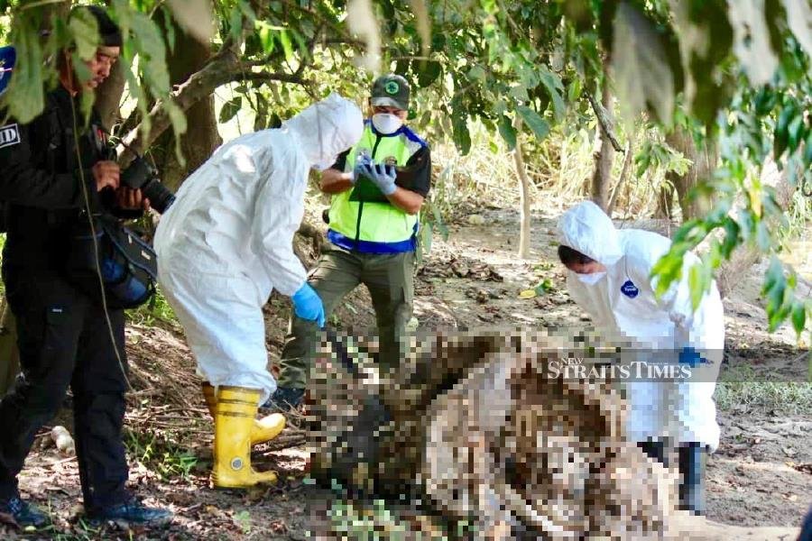 Dead pygmy elephant's feet mutilated