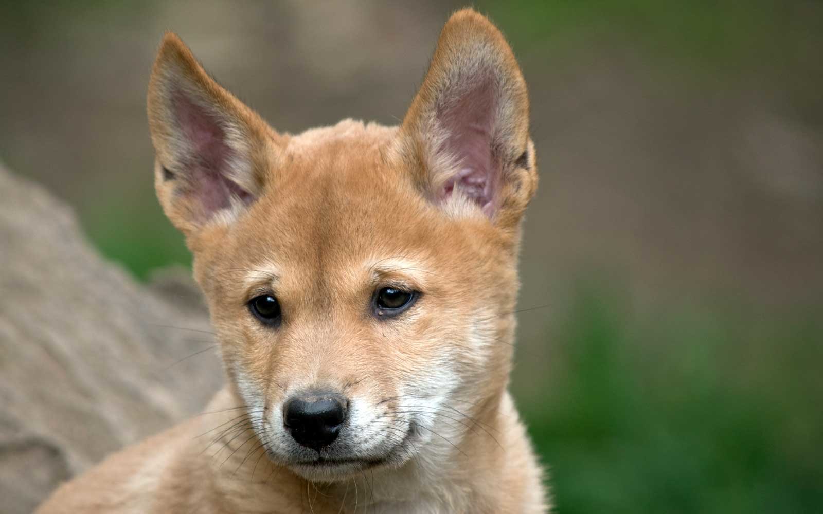 This Adorable Puppy Was Rescued by an Australian Family — but It Turned Out to Be a Dingo