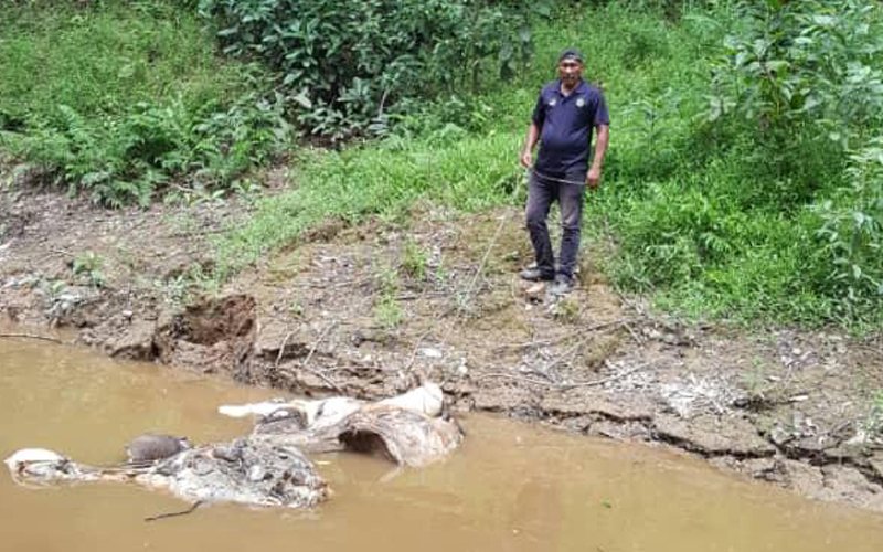 Sabah deputy CM vows to save pygmy elephants from extinction
