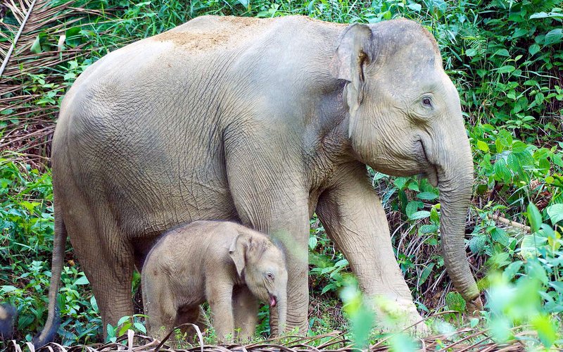 Activist calls for new elephant census in Sabah