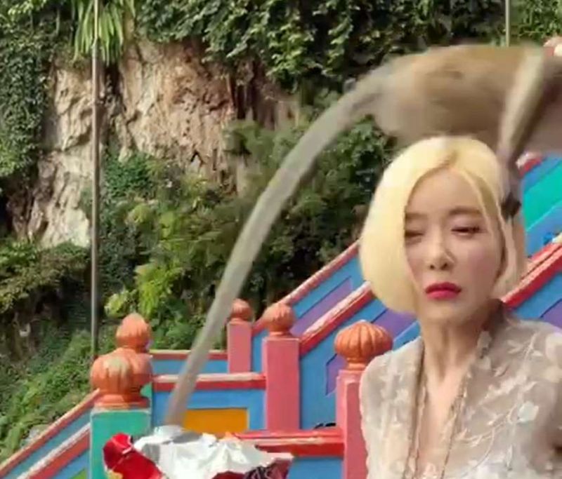 Batu Caves’ cheeky monkey teases South Korean DJ Soda, sets internet abuzz (VIDEO)