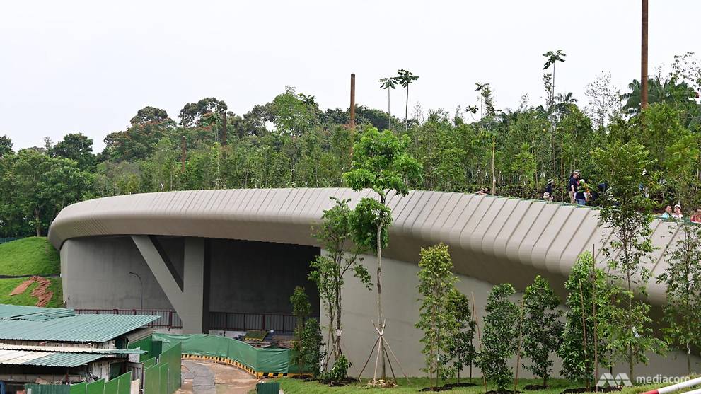 Safer animal crossings with new Mandai Wildlife Bridge