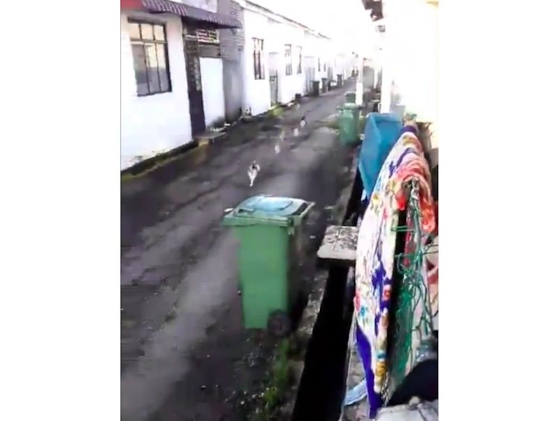 Feeding time: Stray cats running towards Malaysian fireman at meal time has Twitter excited (VIDEO)