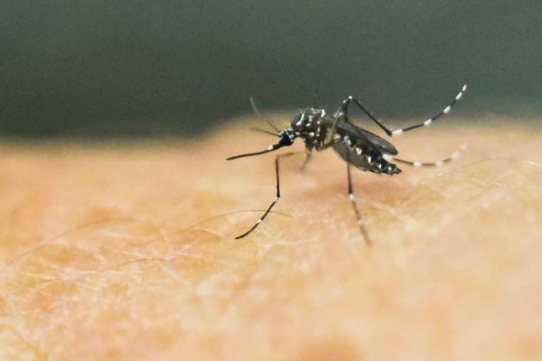 75 per cent increase in dengue cases